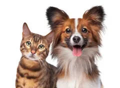 Kennekuk Road Runners - Dogs & Cats logo