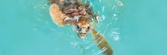 Turtle Crawl 2027 logo