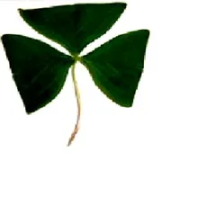 Almost Half Way to St. Patrick's Day 5K logo